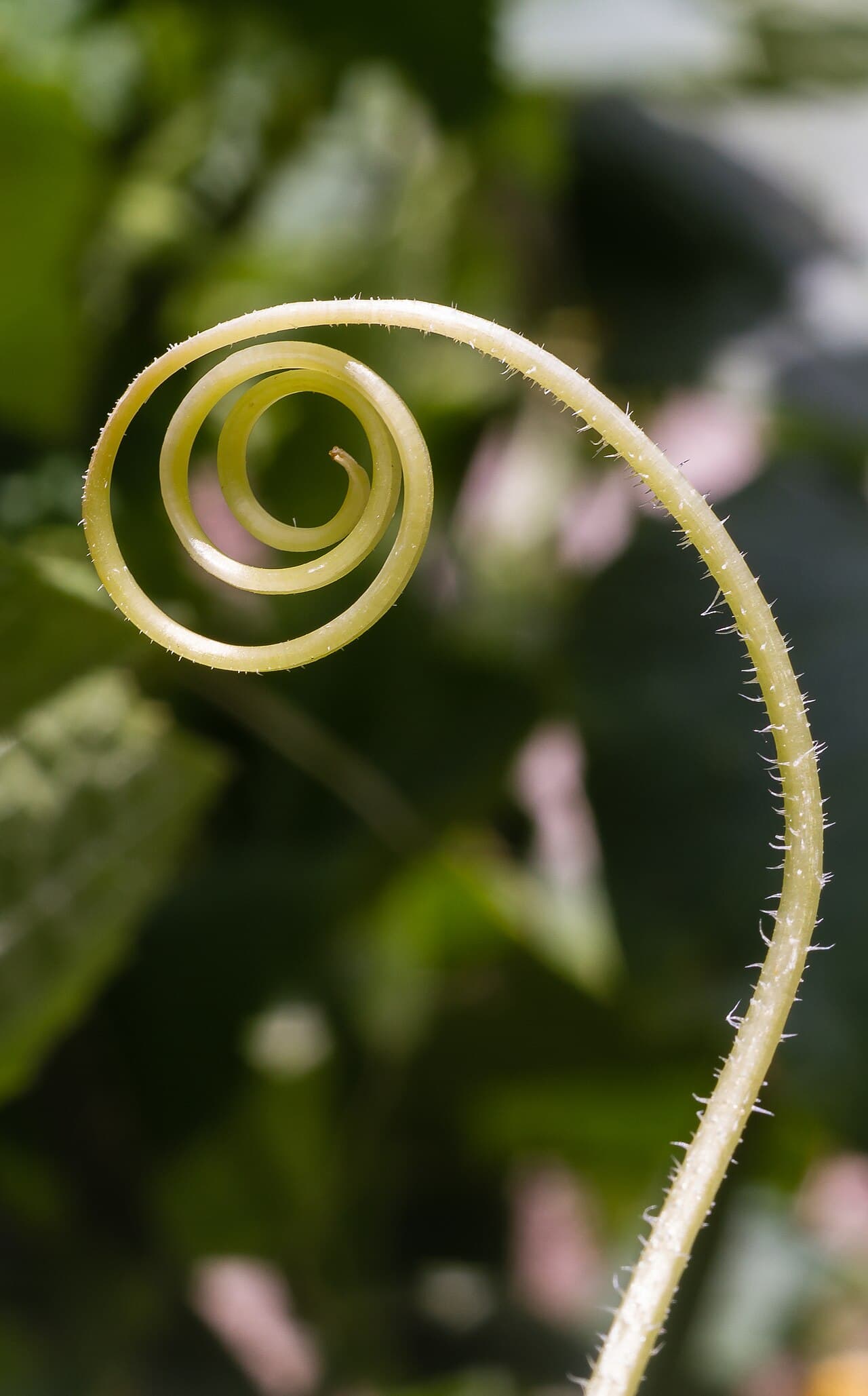 Reference image for Cucumis sativus