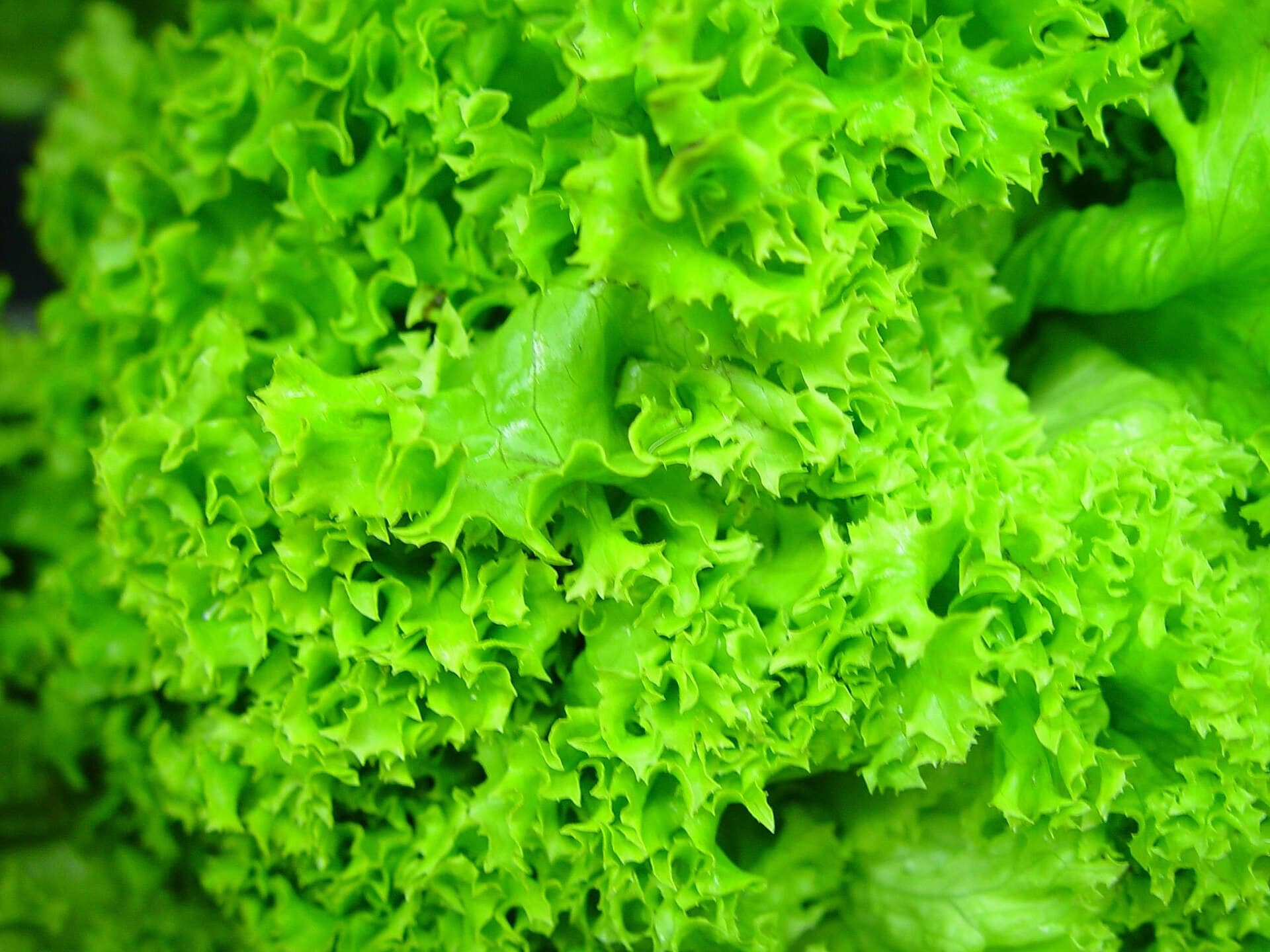 Reference image for Lactuca sativa