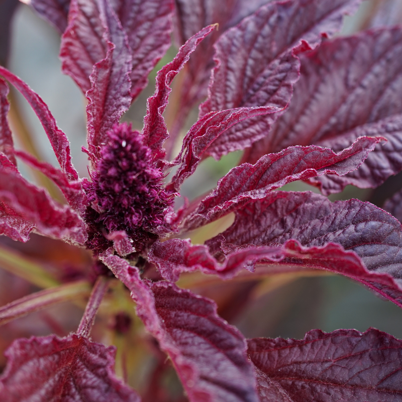 Amaranthus red Seeds