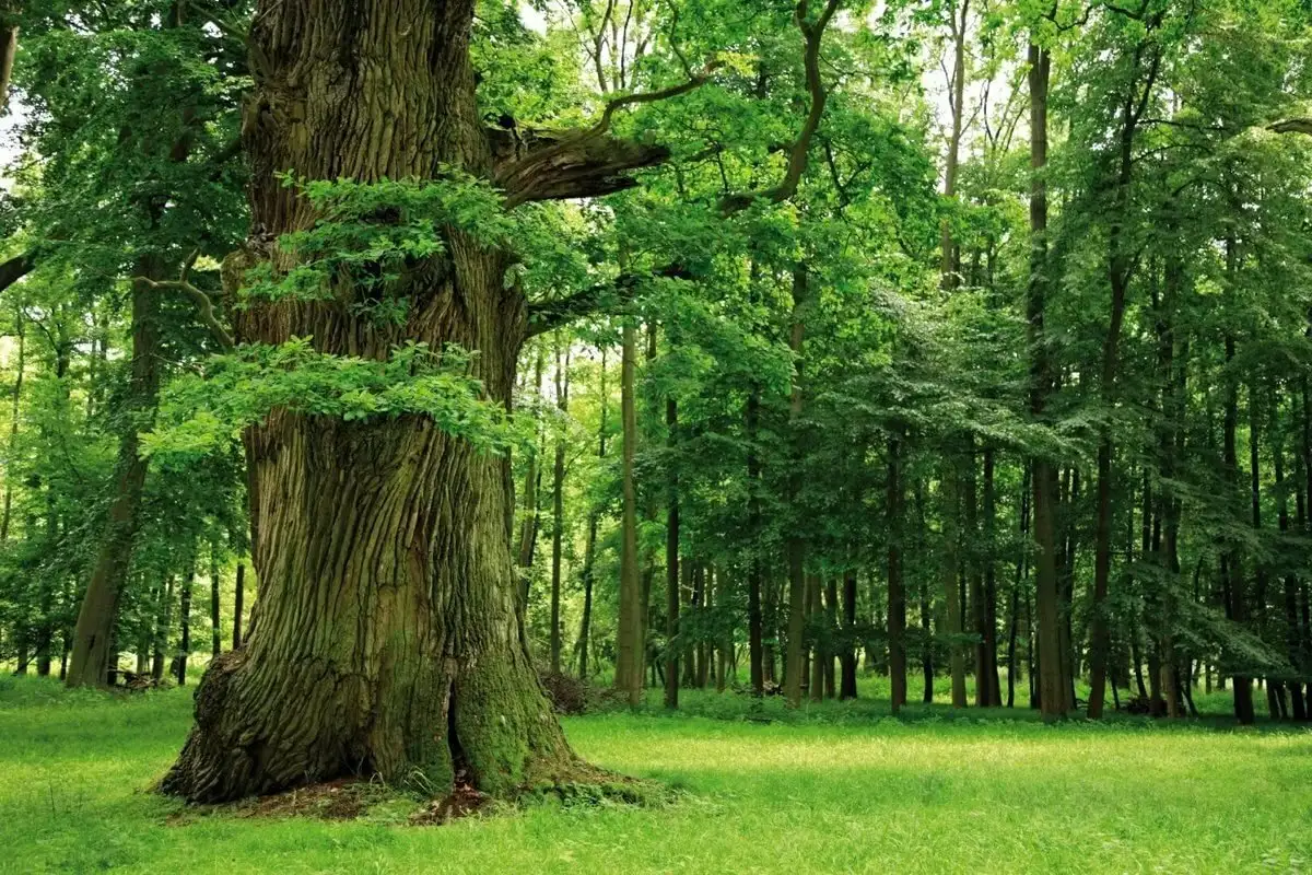 Mature trees in a green woodland