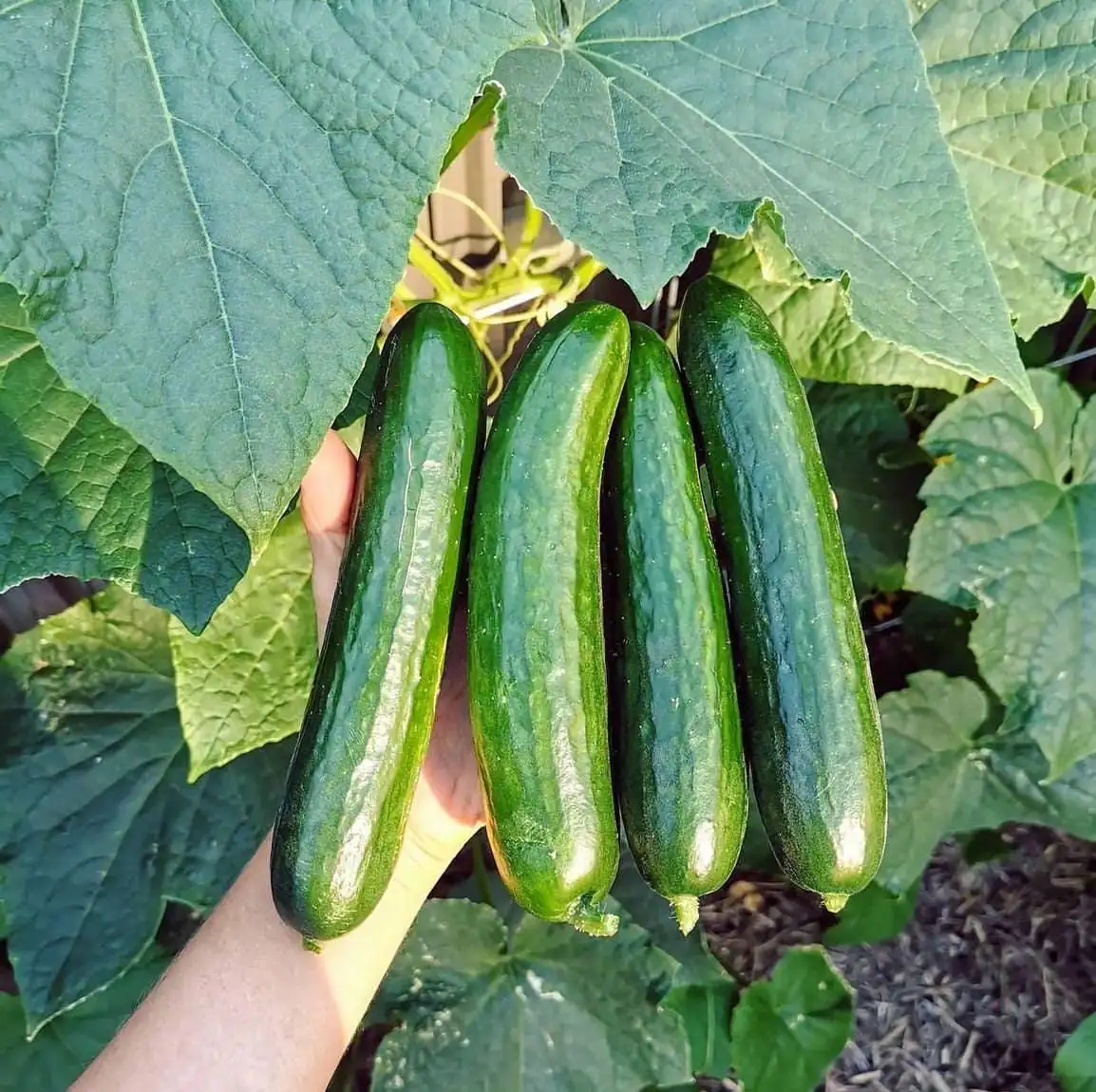 Beit Alpha Cucumber Seeds