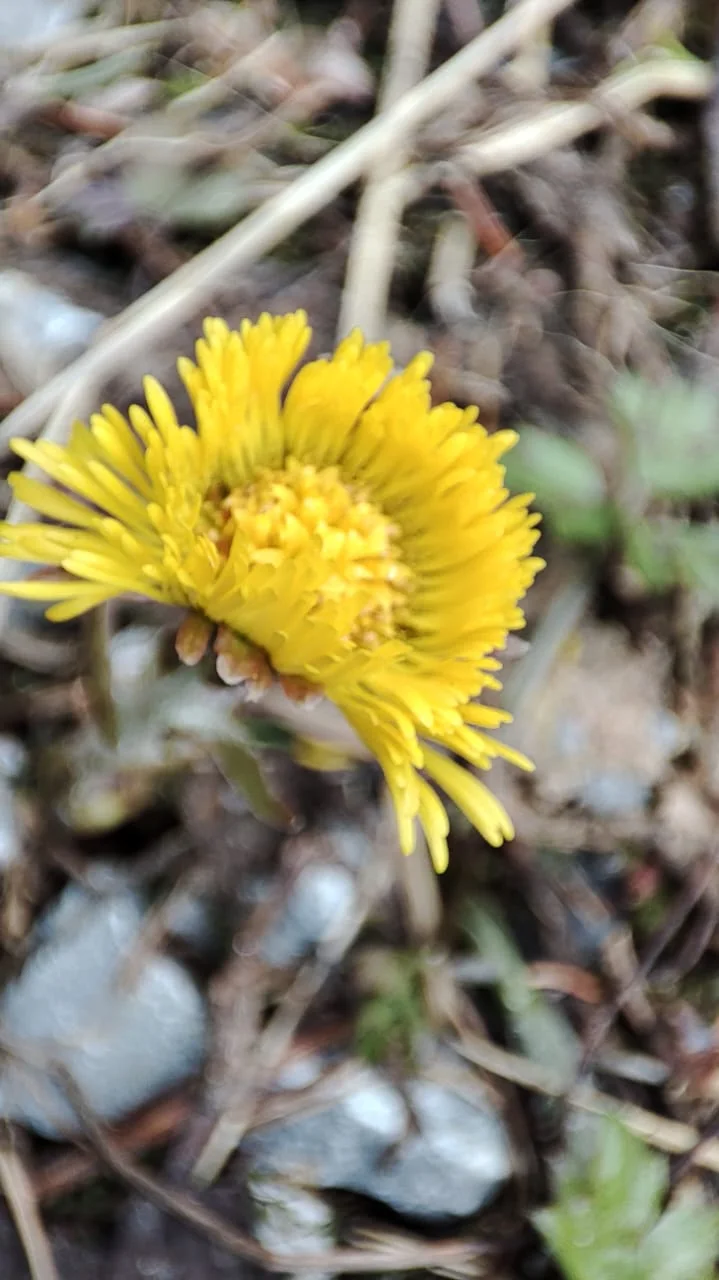 Small yellow flower above a rocky forest floor