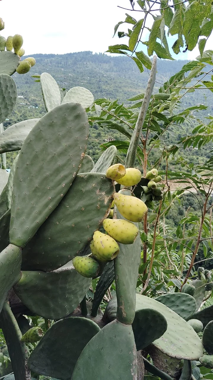 Flat-padded cactus with pale green fruits against a mountain landscape
