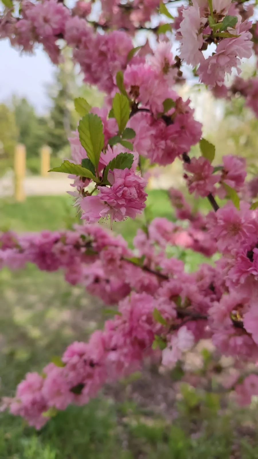 Branches covered with clusters of pink flowers