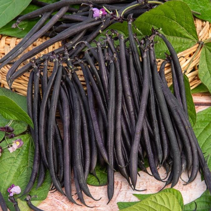 Anupama french black beans Seeds