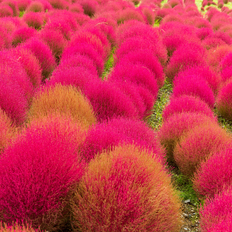 Kochia Childsii, Kochia hybrid bush Seeds