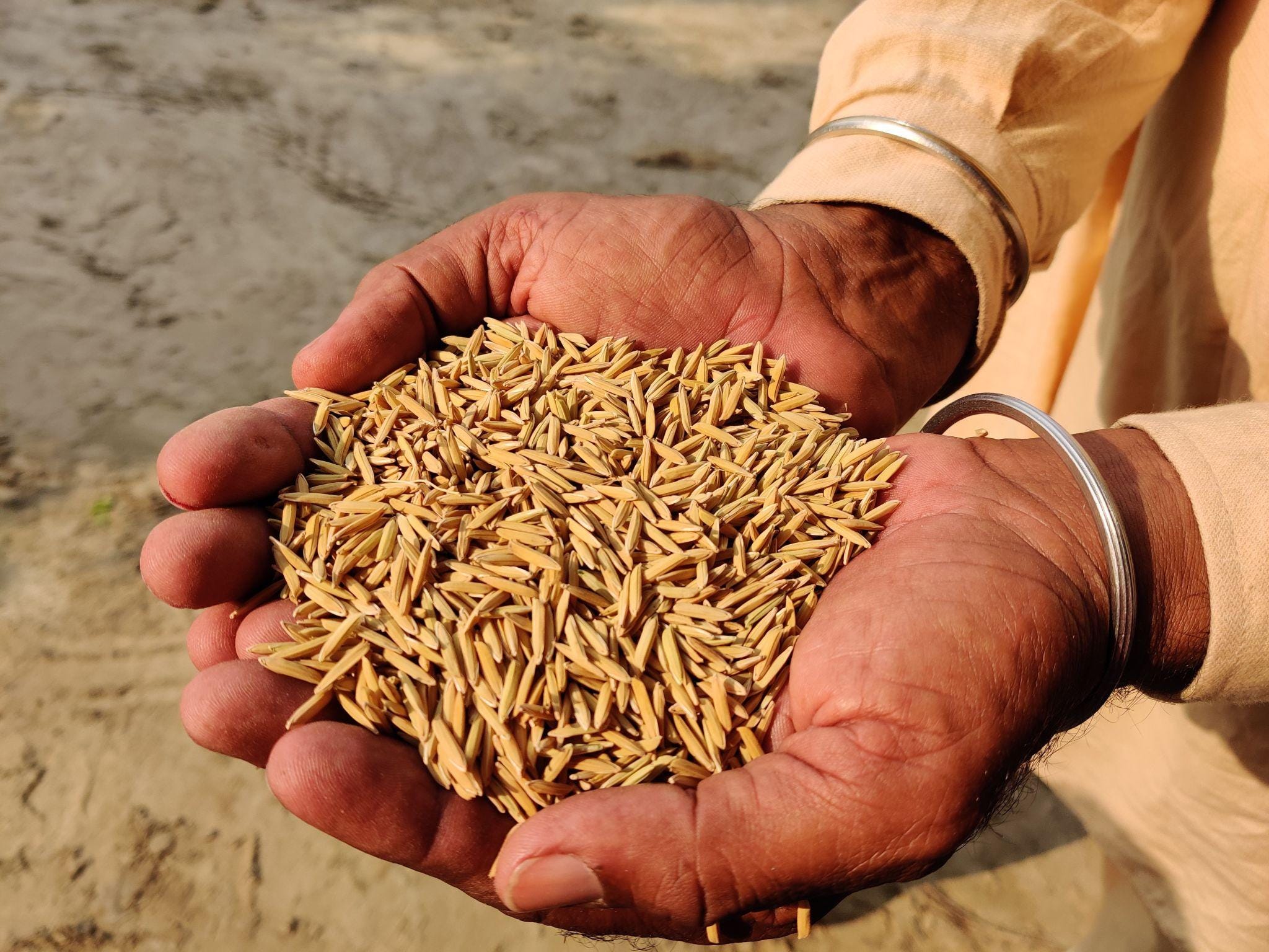 Basmati rice Seeds