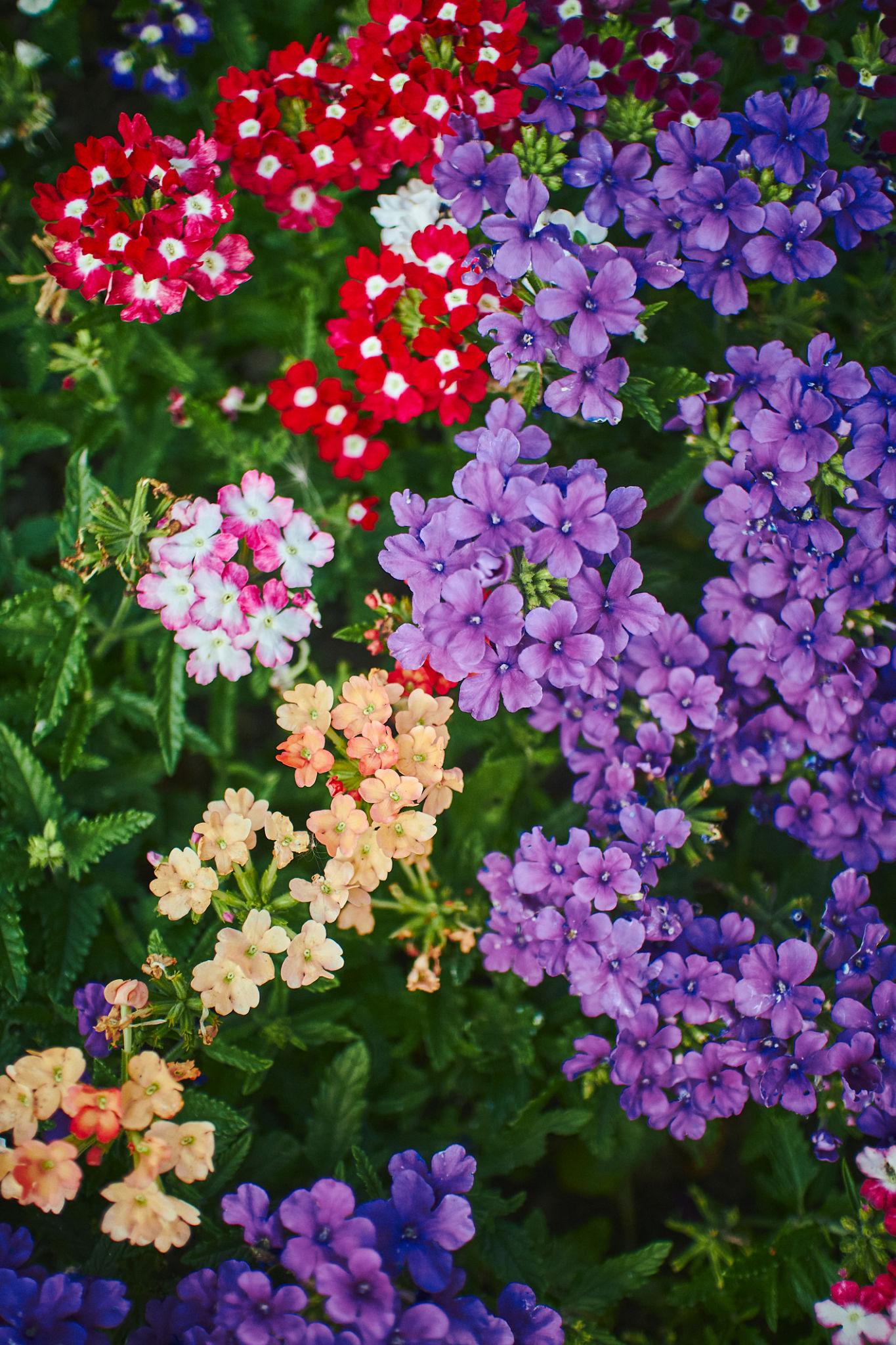 Verbena hybrida mix Seeds