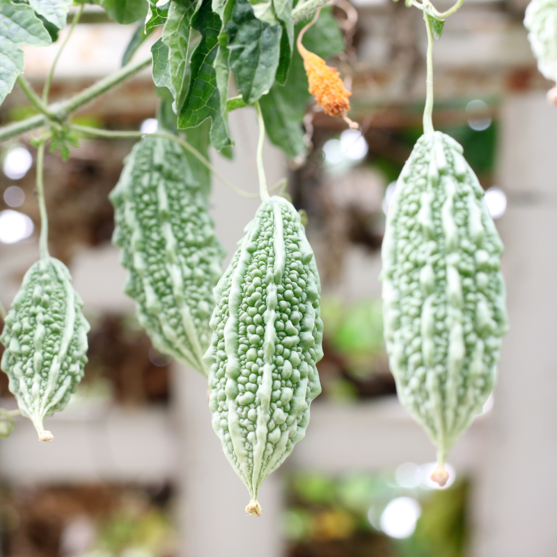 Bitter gourd Jaunpuri Seeds