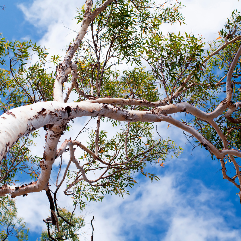 River Red Gum Seeds