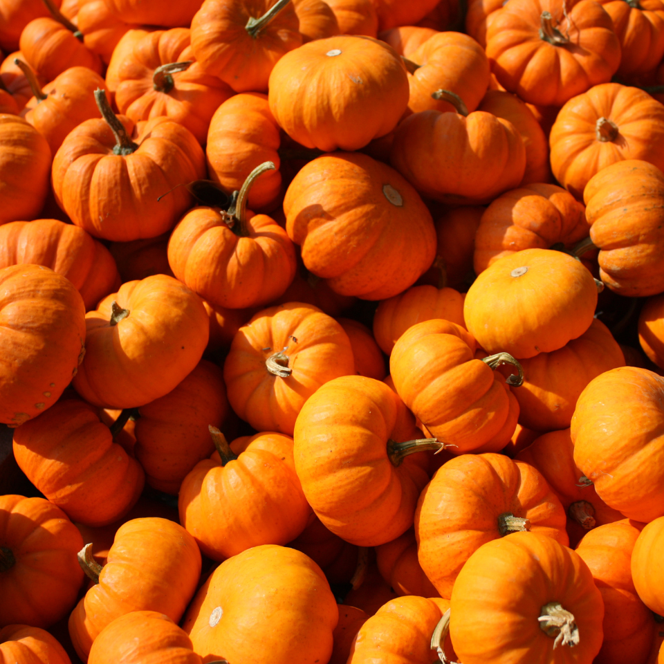 Pumpkin Sada Bahar Seeds