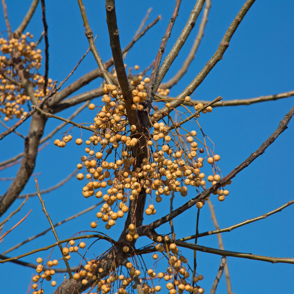 Melia Azedarach, Chinaberry tree Seeds