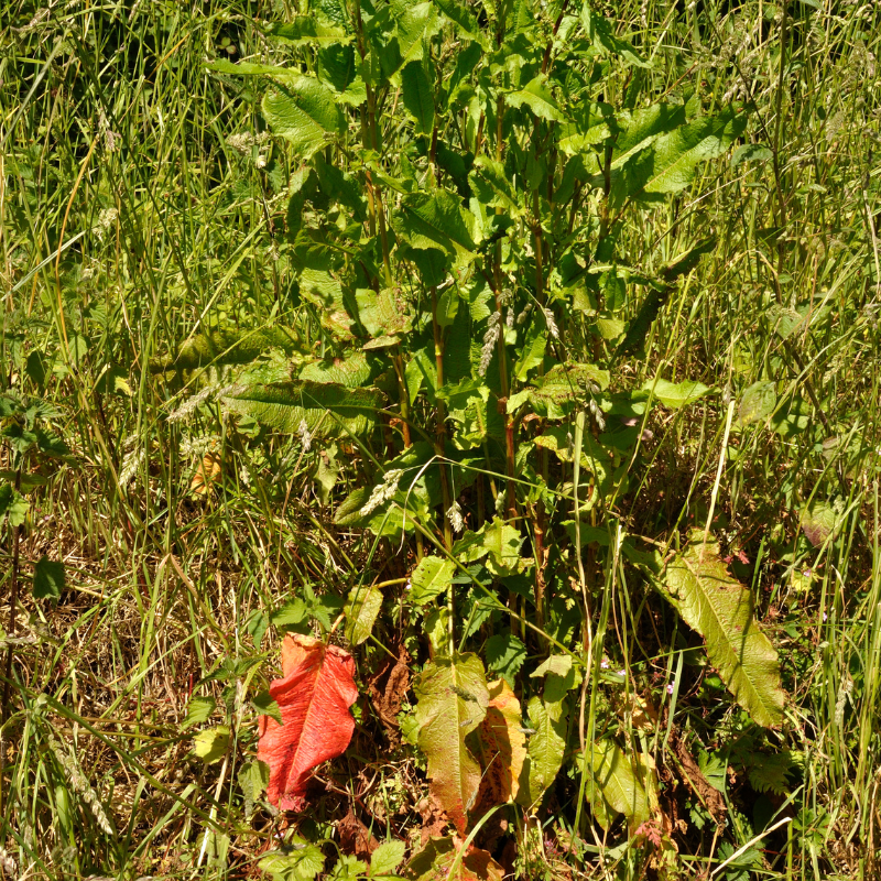Fiddle dock Seeds