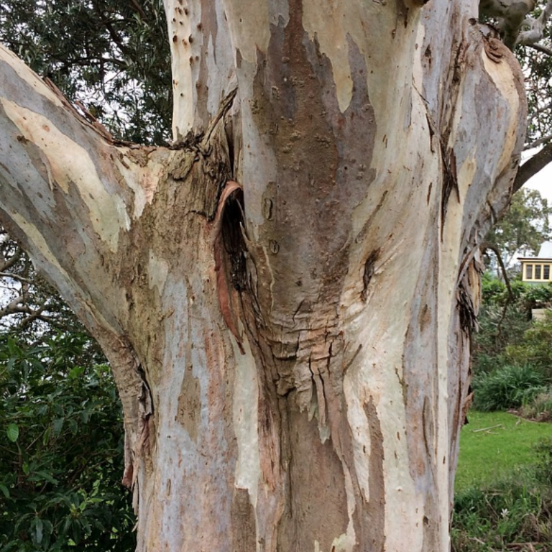 Forest Red Gum, Eucalyptus tereticornis Seeds