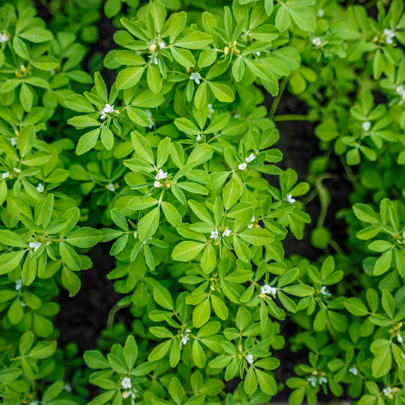 Fenugreek Seeds