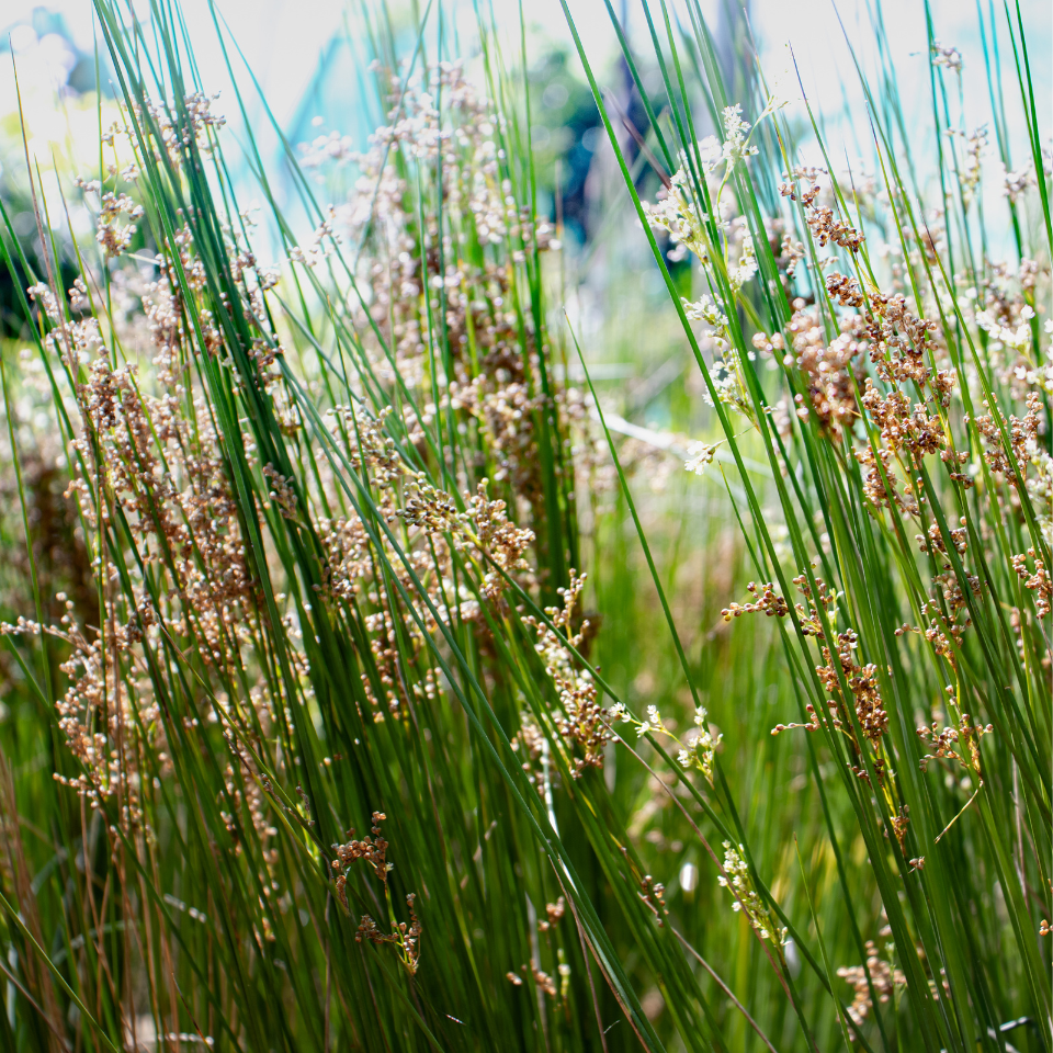 Common rush, soft rush, Juncus effusus Seeds
