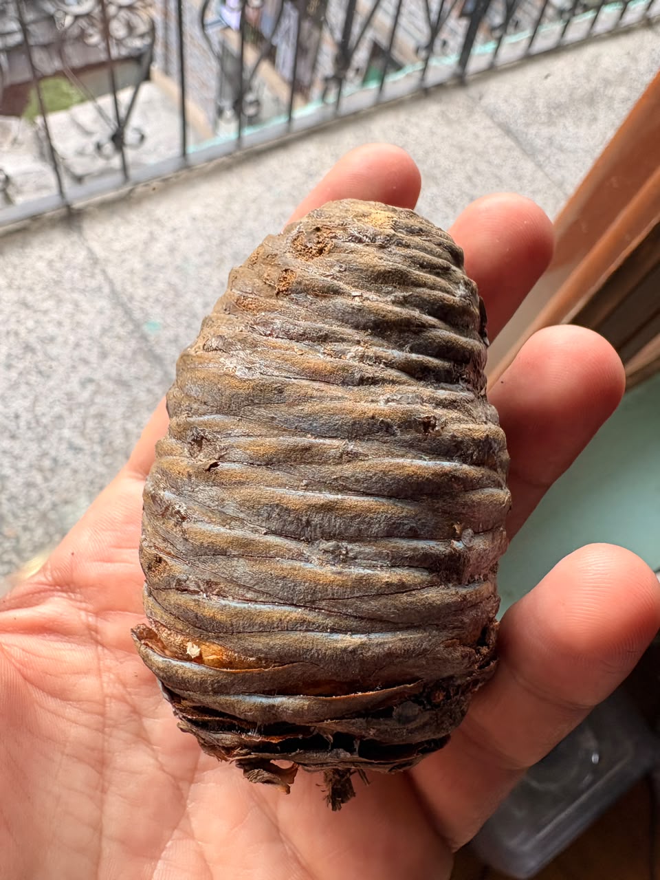 Cedrus deodara Deodar Cedar Cone — Not Seeds