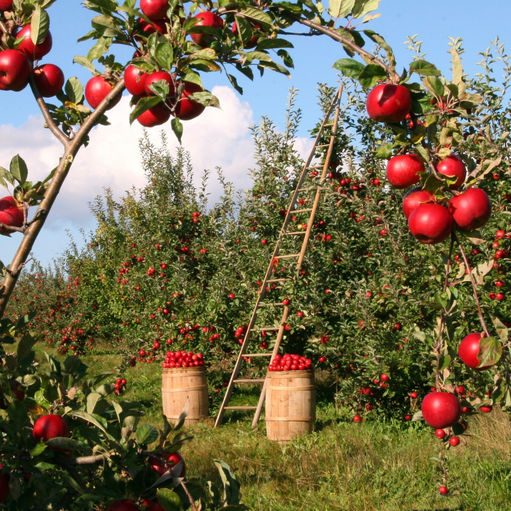 Himalayan apple mix Seeds