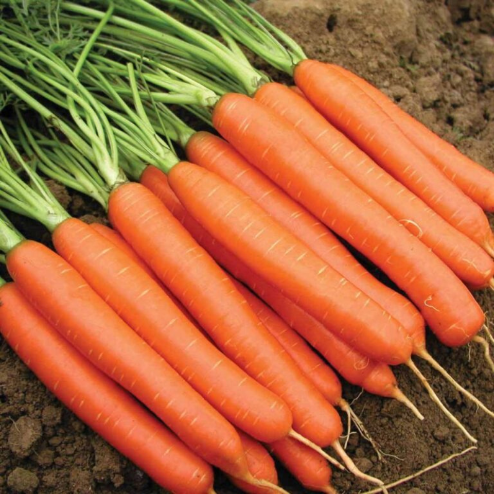 Carrot early nantes tip top Seeds