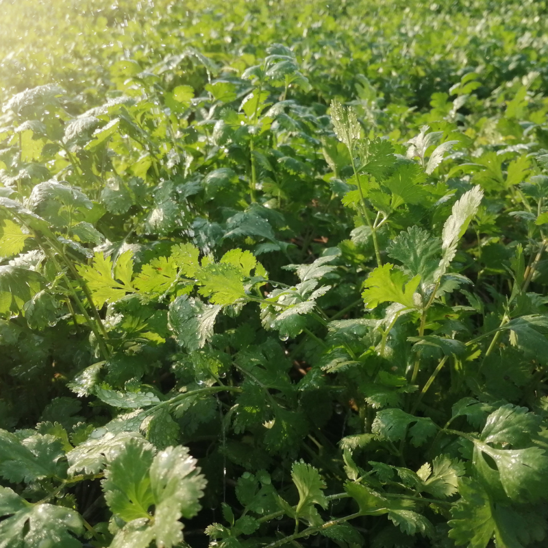 Coriander, Kinza Seeds