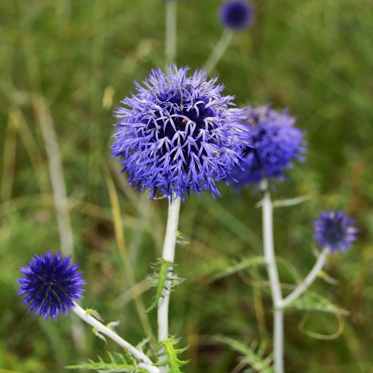 Globe thistle, Echinops sphaerocephalus Seeds