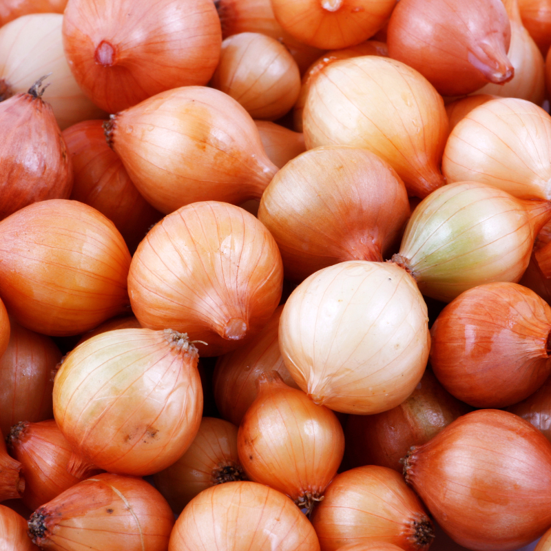 Gold onion, Golden, Orange Seeds