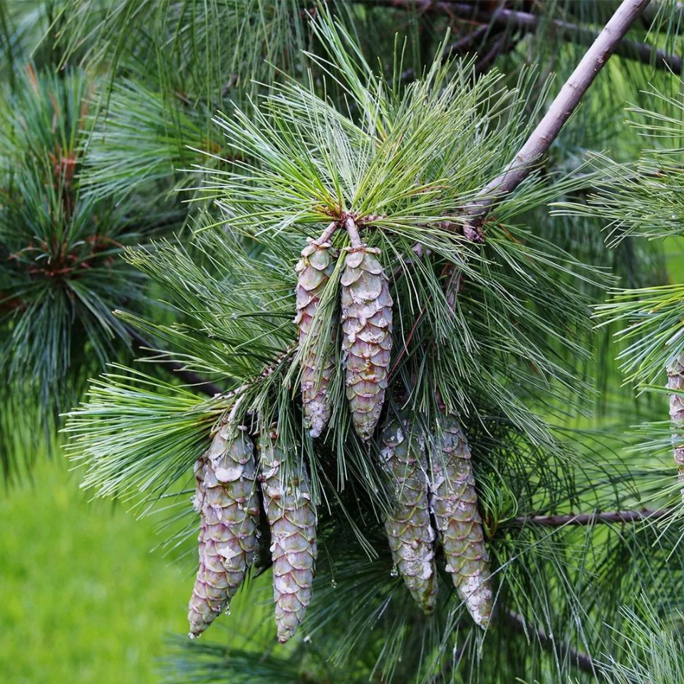Excelsa Pine tree himalayan, white Butan pine Seeds