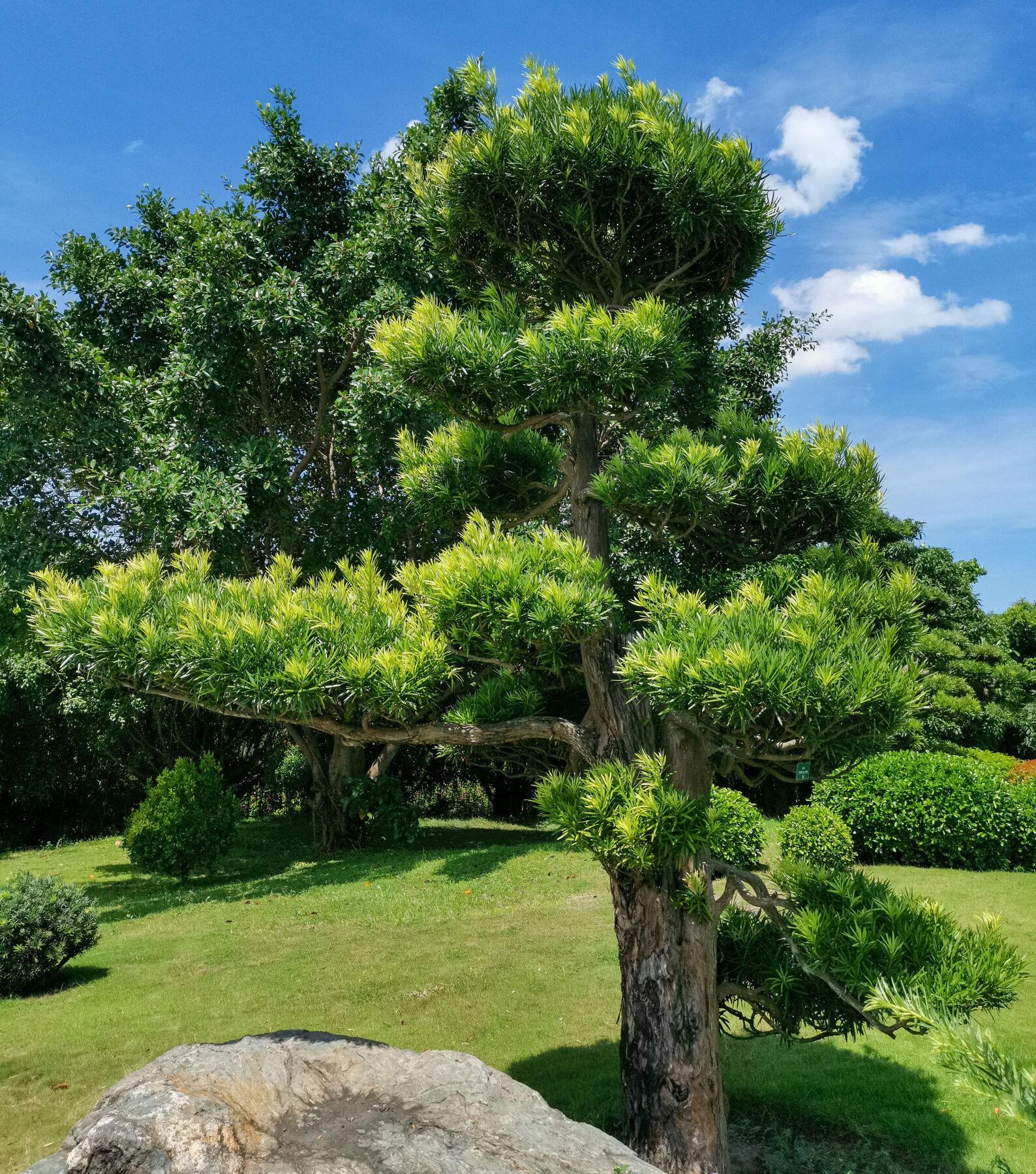 Podocarpus macrophyllus Buddhist Pine Seeds