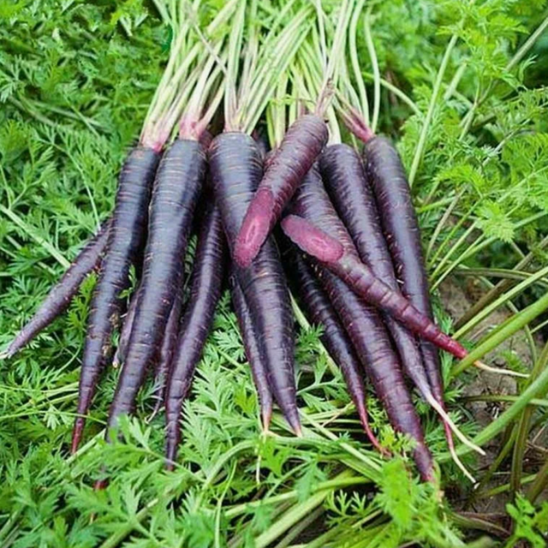 Carrot black Seeds