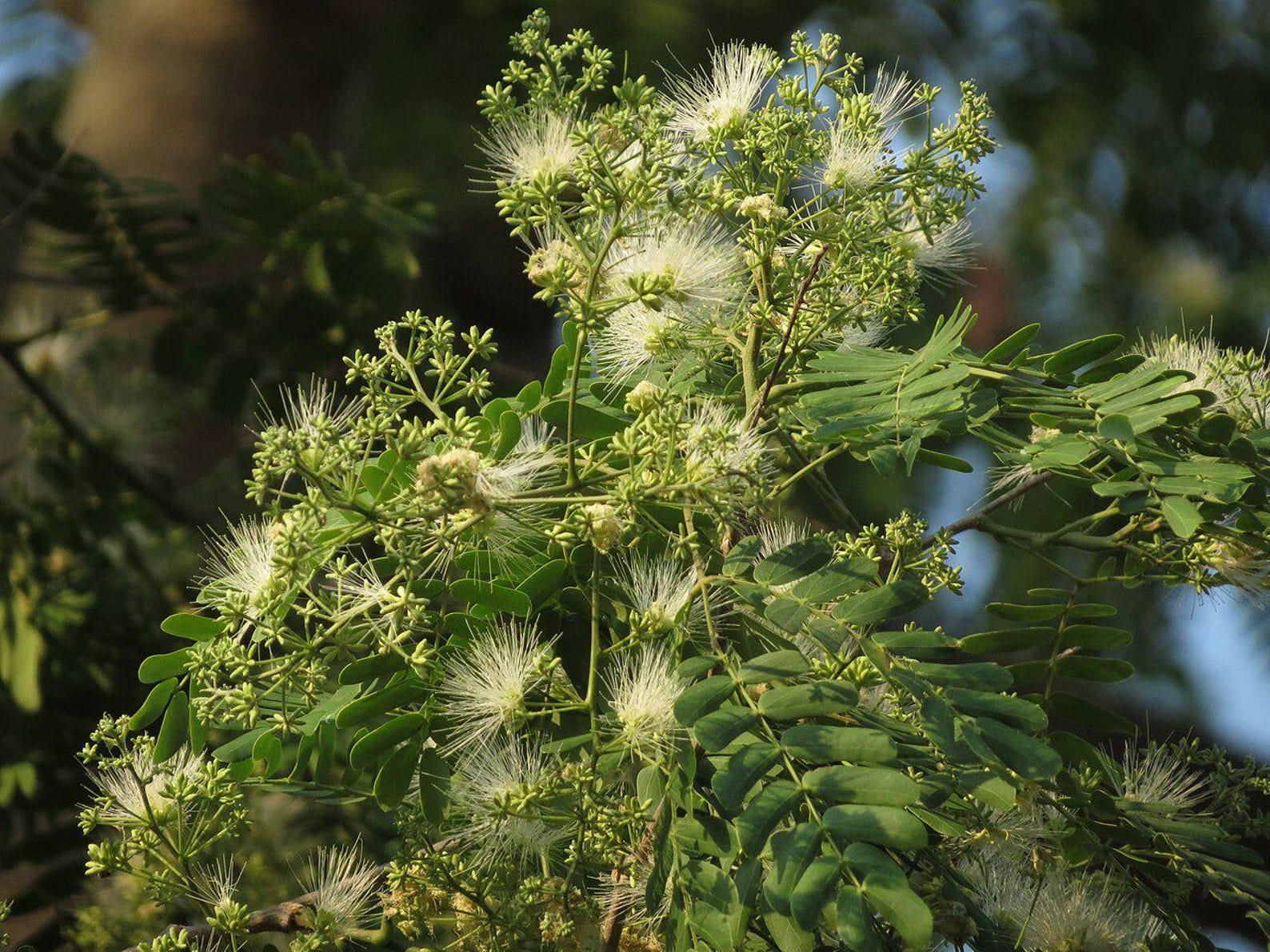 Albizia odoratissima Black Siris Seeds