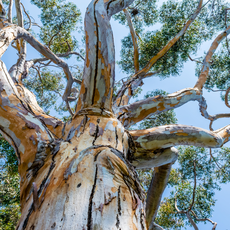 Eucalyptus Hybrid Seeds