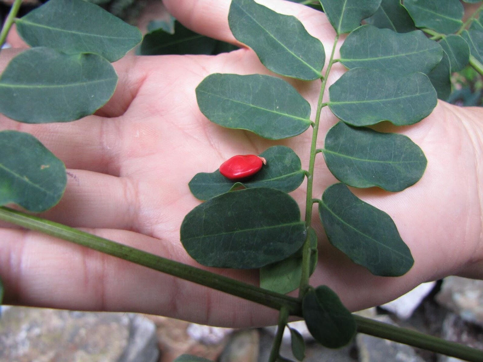 Adenanthera microsperma Red Sandalwood Seeds