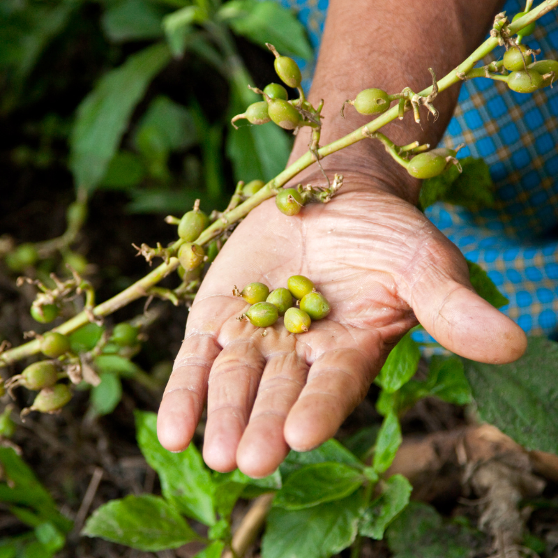 Cardamom Seeds