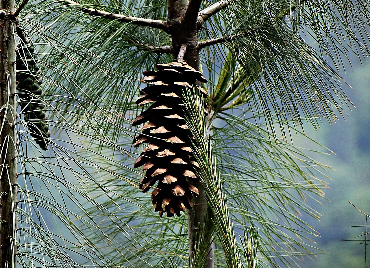 Pinus Excelsa pine cones Seeds