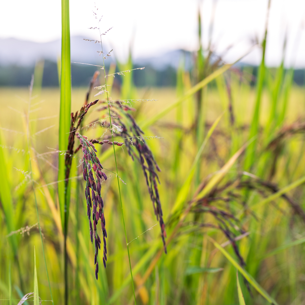 Wild black rice riceberry Seeds