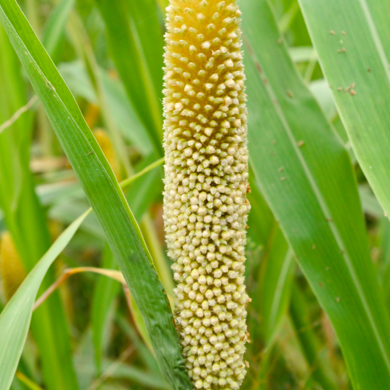 Pearl millet, Bajra Seeds
