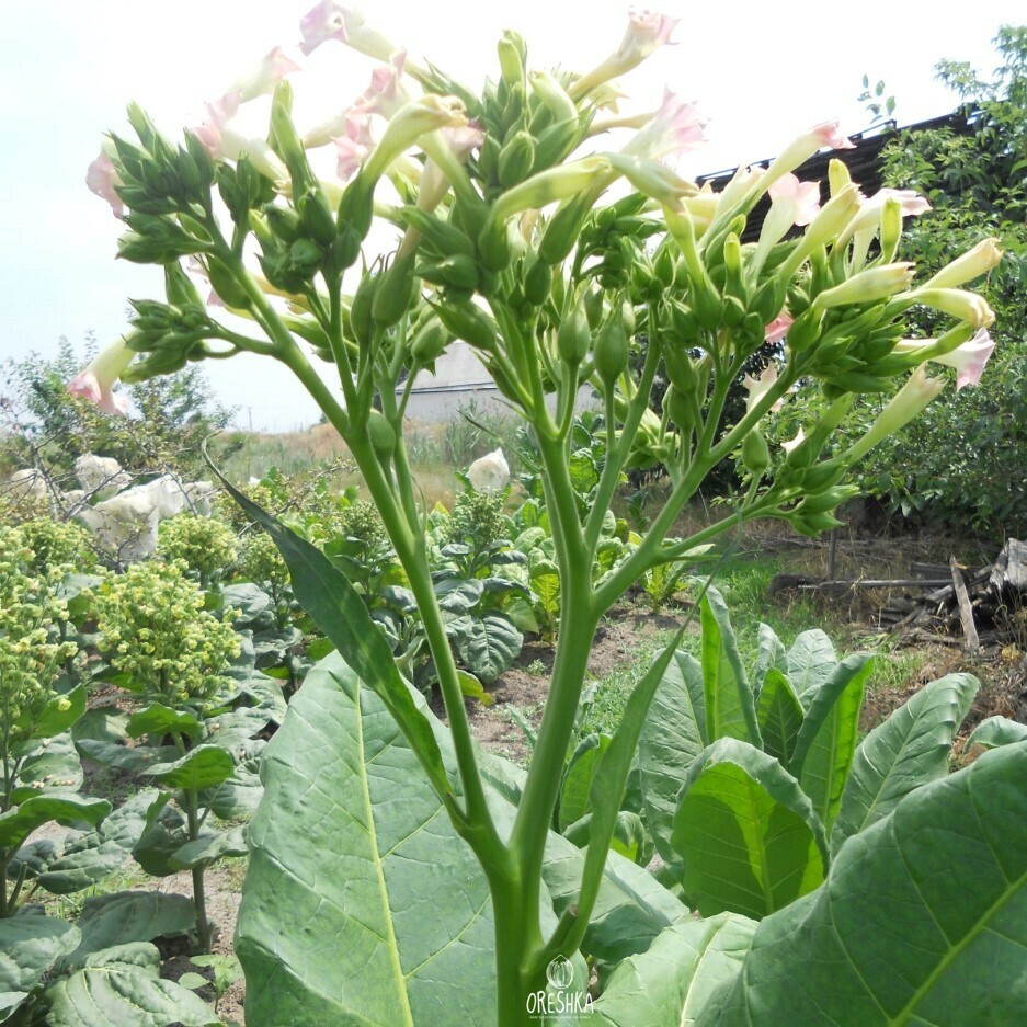 Tobacco Banana leaf Seeds