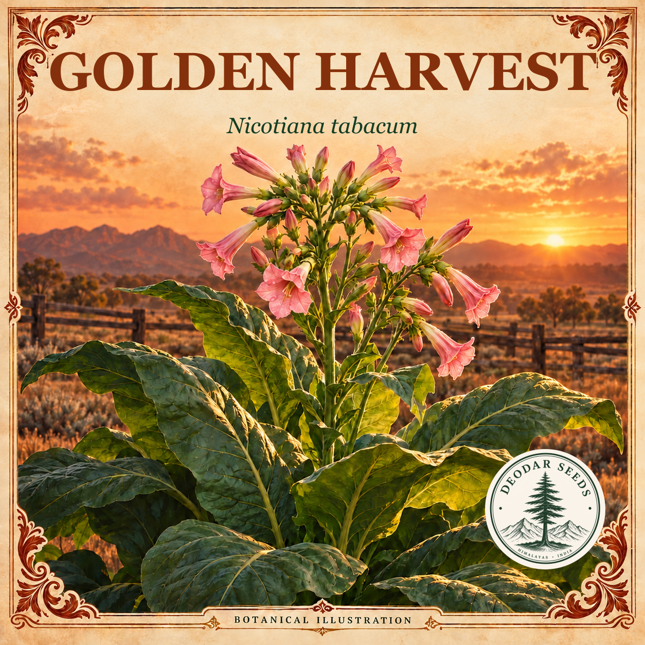 Illustrated cover: GOLDEN HARVEST (Nicotiana tabacum)