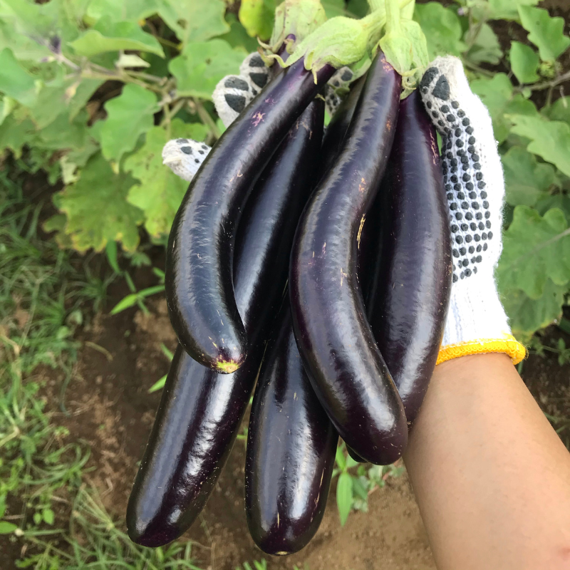 Eggplant siliguri long Seeds
